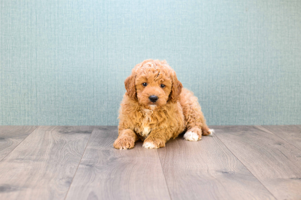 Petite Mini Goldendoodle Poodle Mix Pup