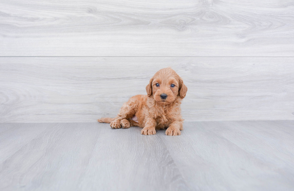 Hypoallergenic Golden Retriever Poodle Mix Puppy