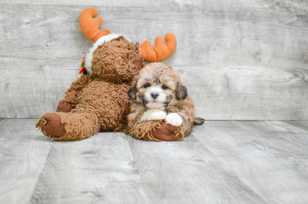 Teddy Bear Pup Being Cute