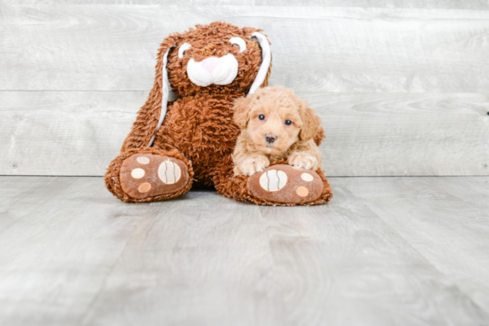 Playful Maltese Poodle Poodle Mix Puppy