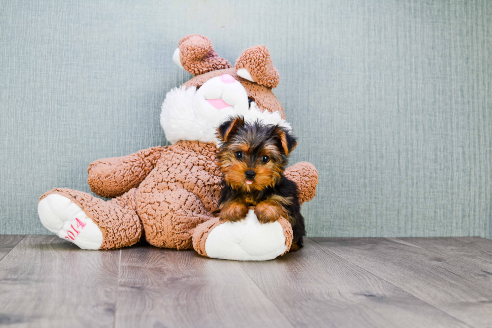 Meet Twinkle - our Yorkshire Terrier Puppy Photo 