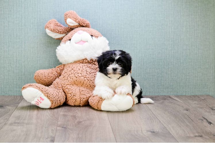 Teddy Bear Pup Being Cute