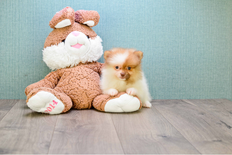 Cute Pomeranian Purebred Puppy