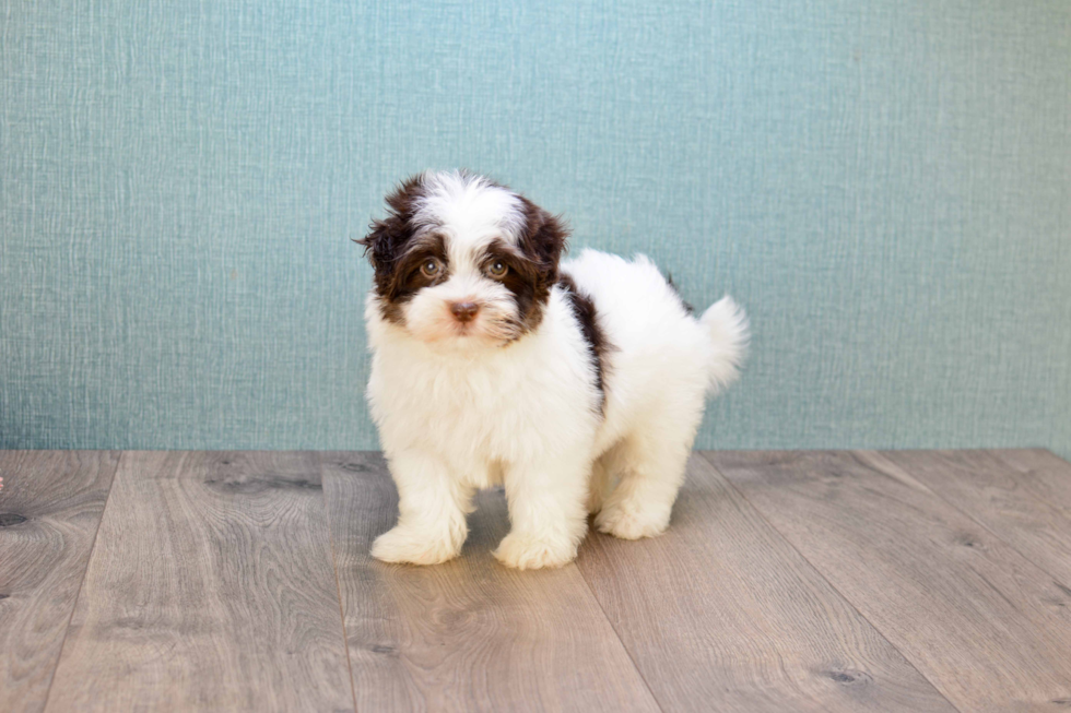 Best Havanese Baby