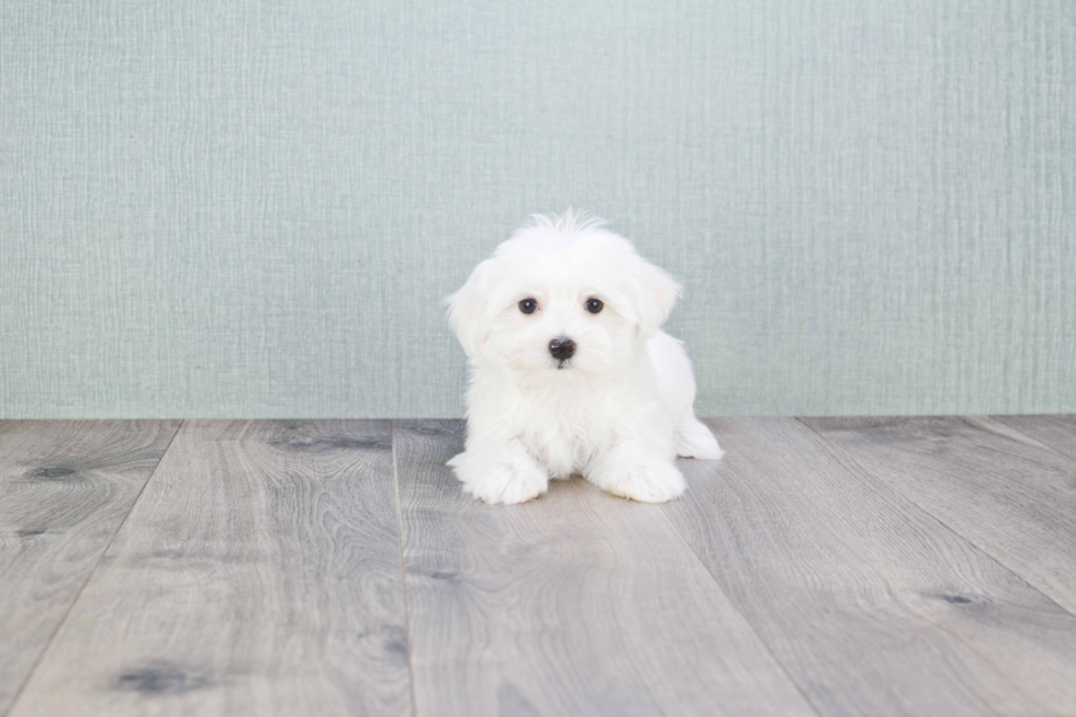 Hypoallergenic Maltese Purebred Pup