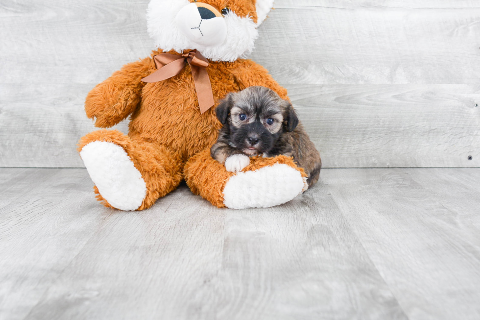 Havanese Puppy for Adoption