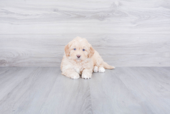 Small Mini Bernedoodle Baby