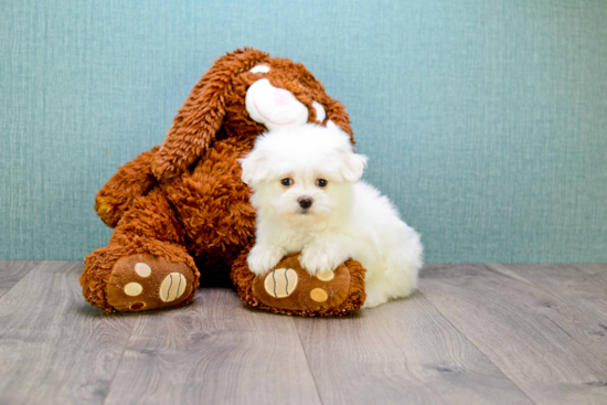 Playful Maltese Poodle Poodle Mix Puppy