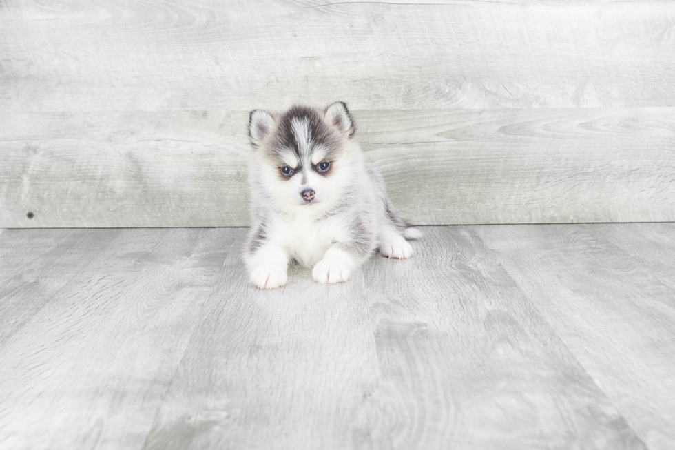 Cute Pomsky Baby