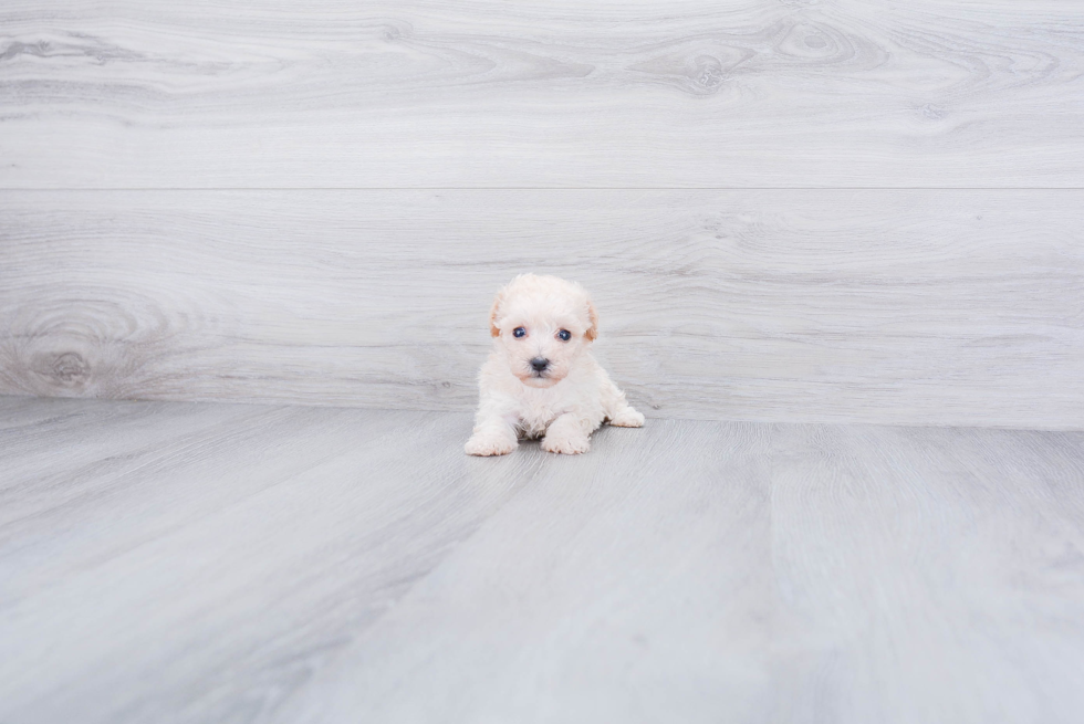 Small Maltipoo Baby