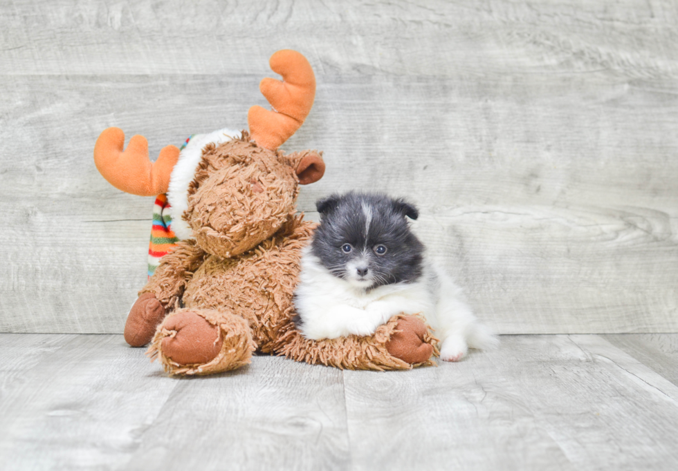 Sweet Pomeranian Purebred Puppy