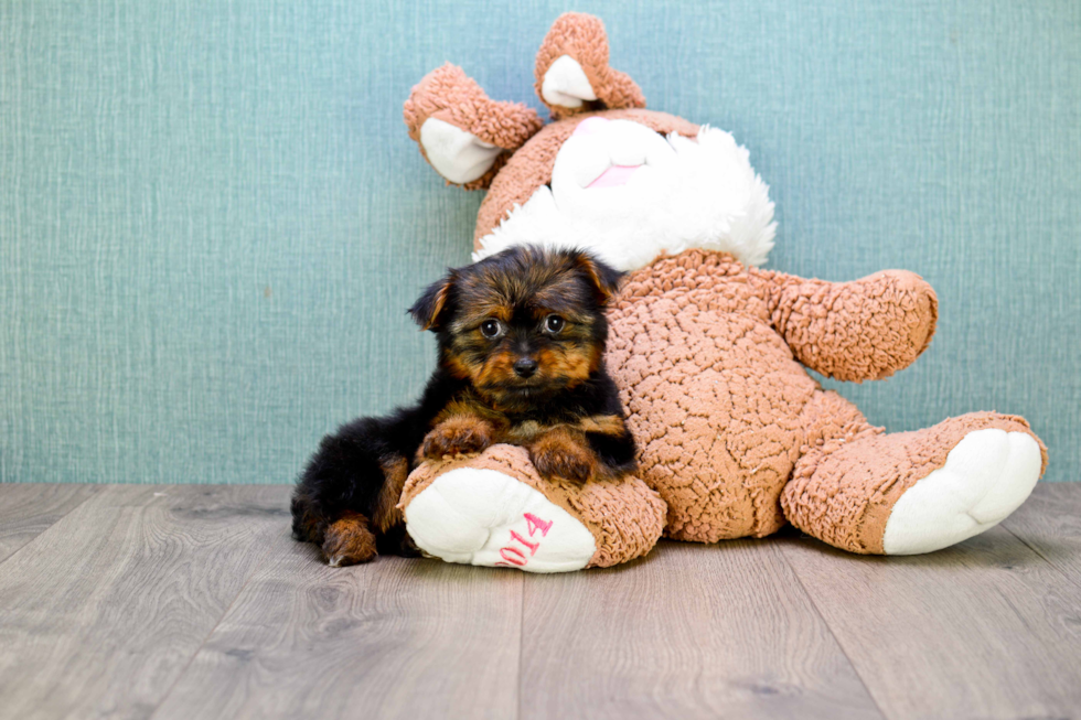 Meet Izzie - our Yorkshire Terrier Puppy Photo 