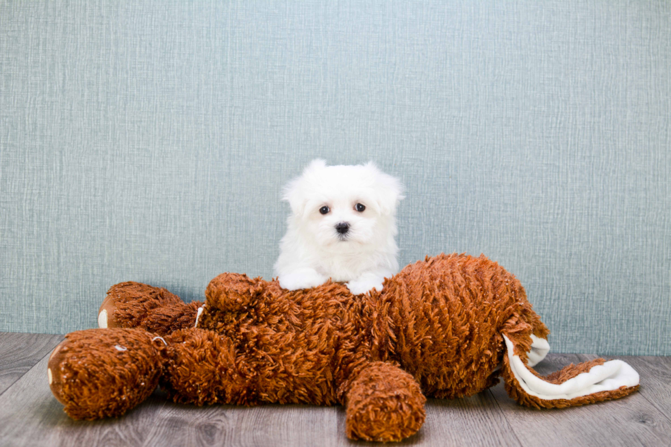 Maltese Pup Being Cute