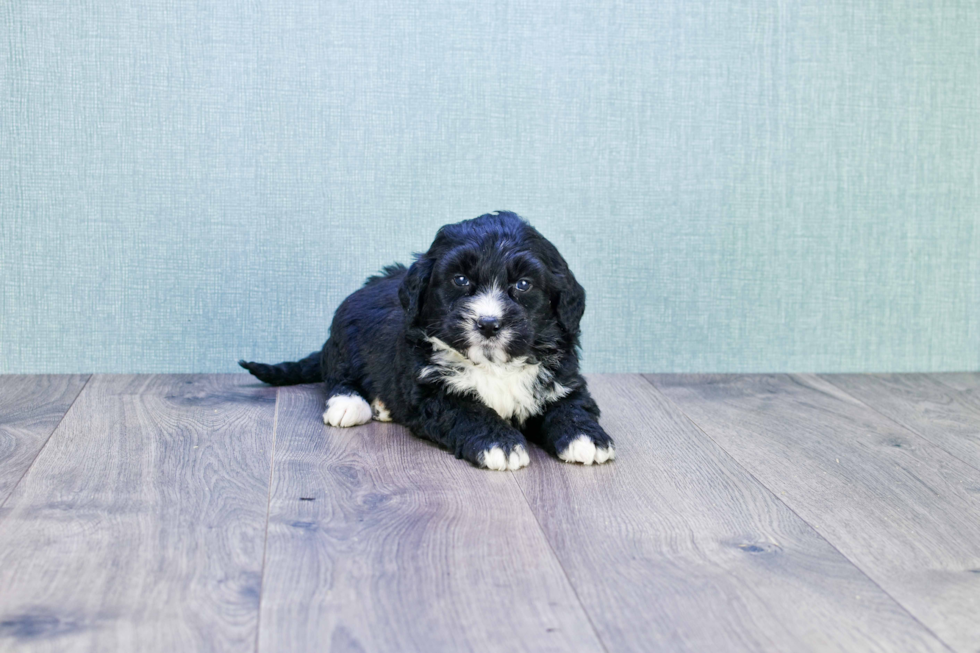 Petite Mini Bernedoodle Poodle Mix Pup