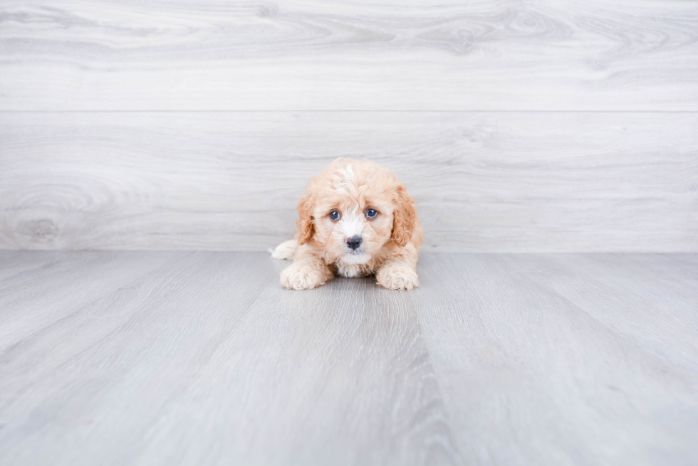 Adorable Cavoodle Poodle Mix Puppy