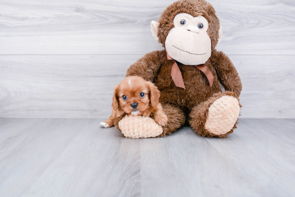 Little Cavalier King Charles Spaniel Baby