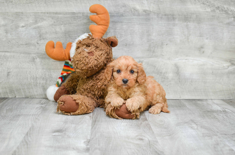 Sweet Cavapoo Baby