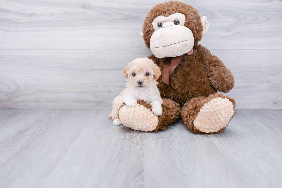 Hypoallergenic Maltepoo Poodle Mix Puppy