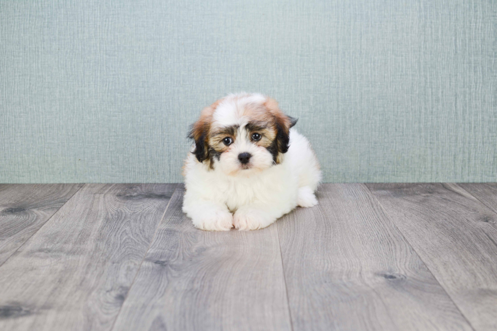 Teddy Bear Pup Being Cute