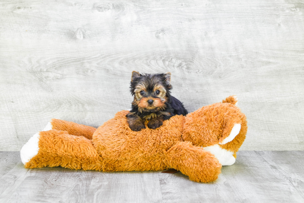 Meet Giselle - our Yorkshire Terrier Puppy Photo 