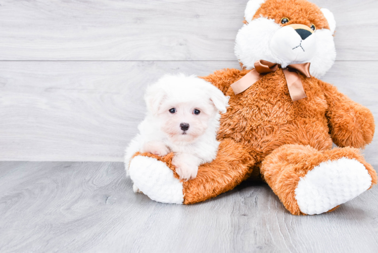 Little Maltese Purebred Pup