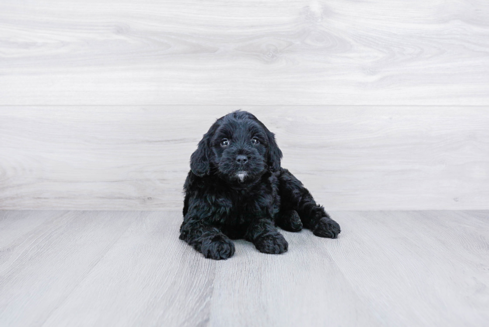 Happy Mini Goldendoodle Baby