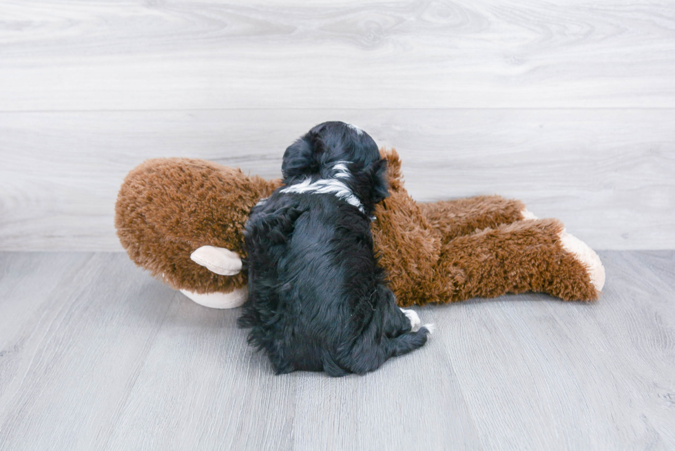 Akc Registered Havanese Baby