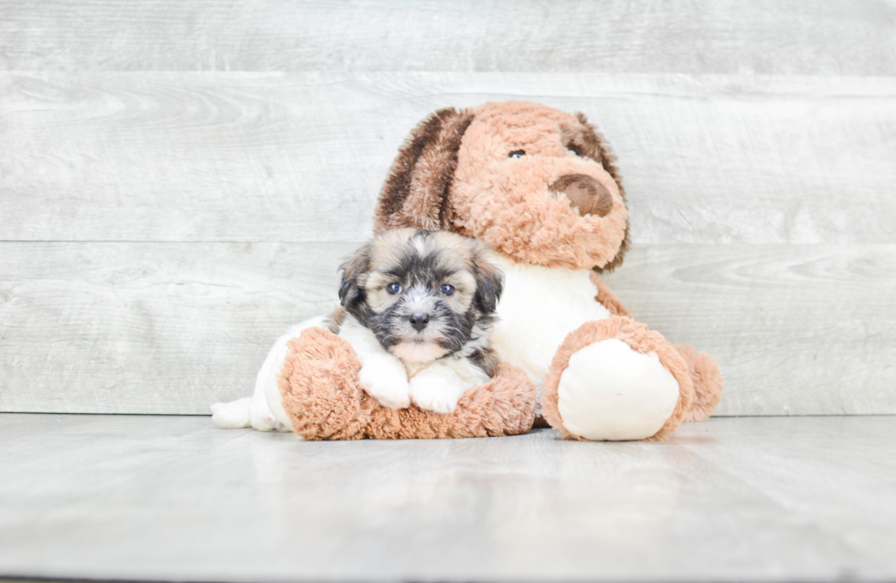 Best Havanese Baby