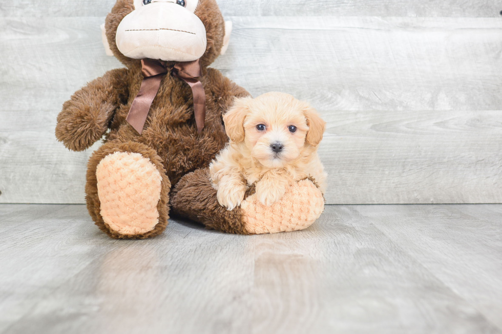 Smart Maltipoo Poodle Mix Pup