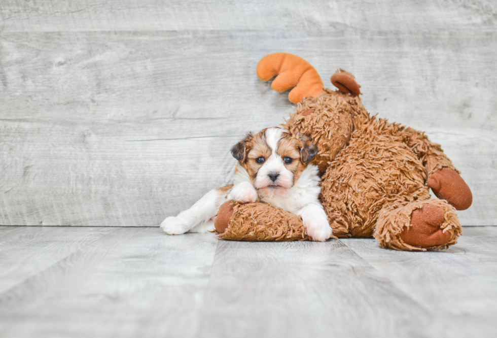 Friendly Teddy Bear Baby