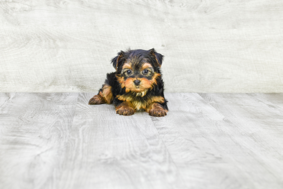 Meet Capone - our Yorkshire Terrier Puppy Photo 