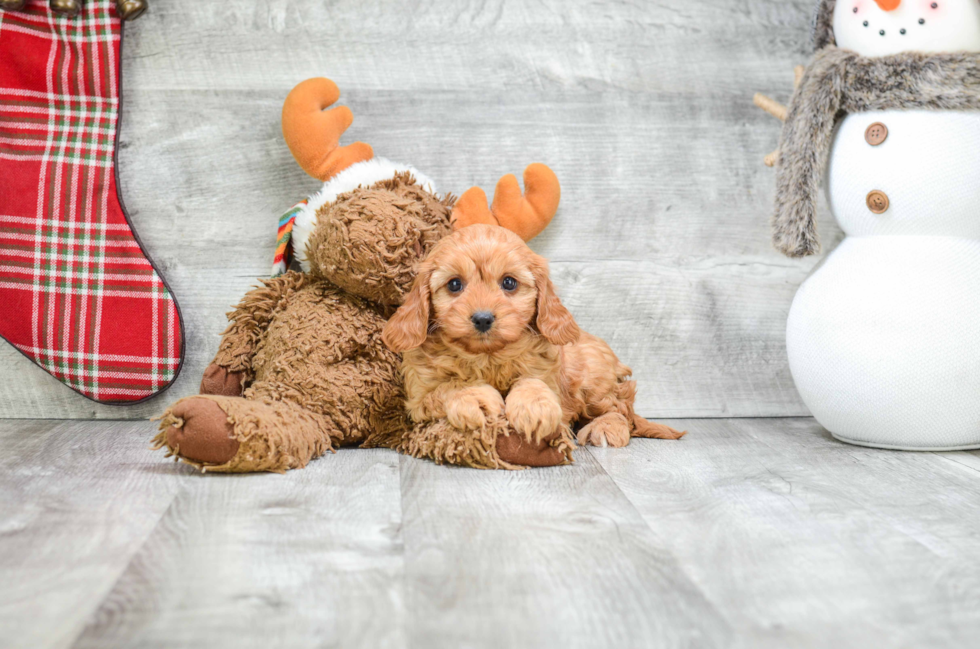 Best Cavapoo Baby