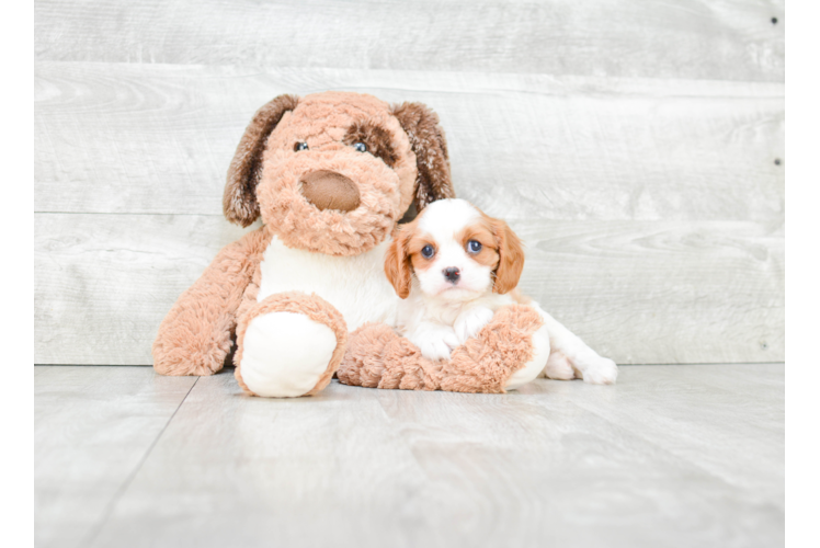 Cavalier King Charles Spaniel Pup Being Cute