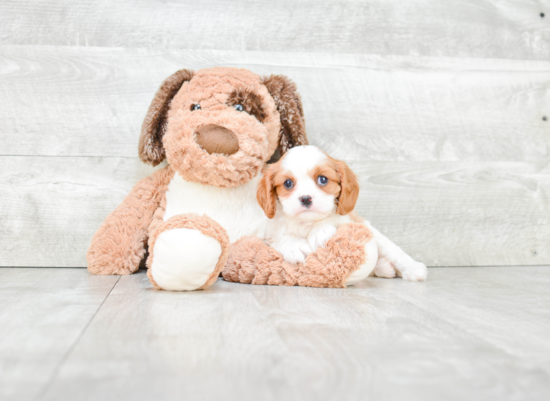 Cavalier King Charles Spaniel Pup Being Cute