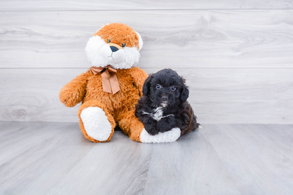 Best Mini Aussiedoodle Baby