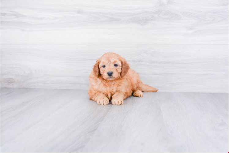 Mini Goldendoodle Pup Being Cute