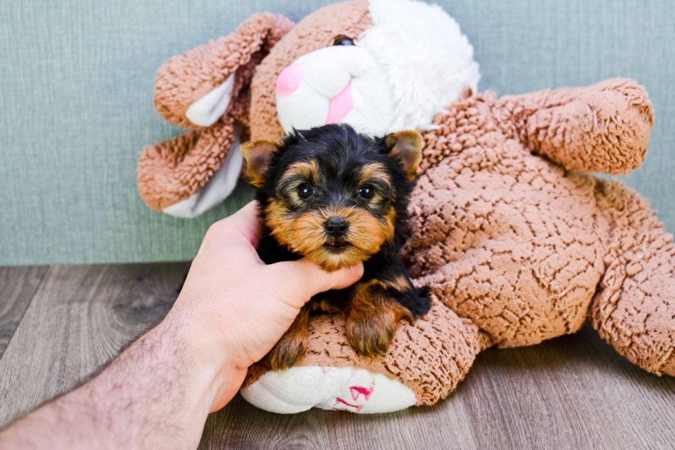 Meet Trigger - our Yorkshire Terrier Puppy Photo 