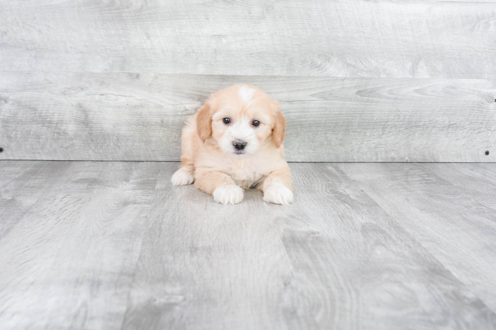 Mini Goldendoodle Pup Being Cute