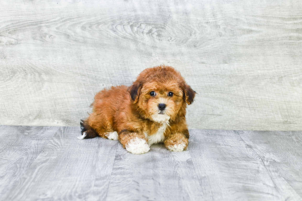 Hypoallergenic Havanese Purebred Pup