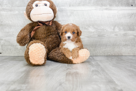 Cavapoo Pup Being Cute