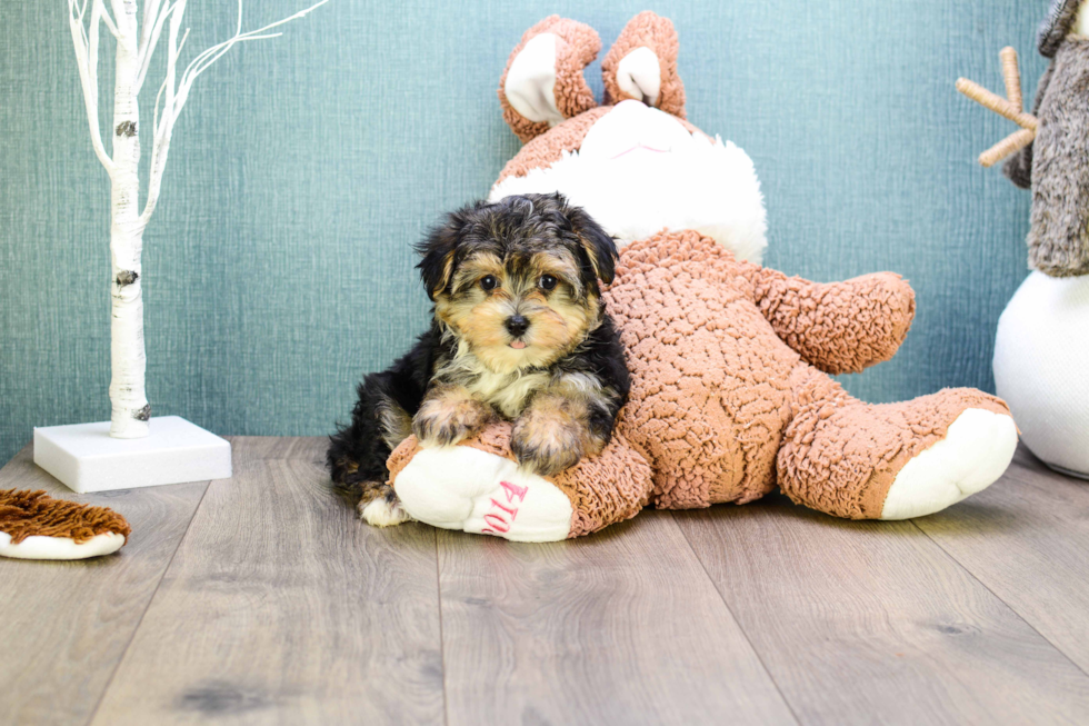 Best Morkie Baby