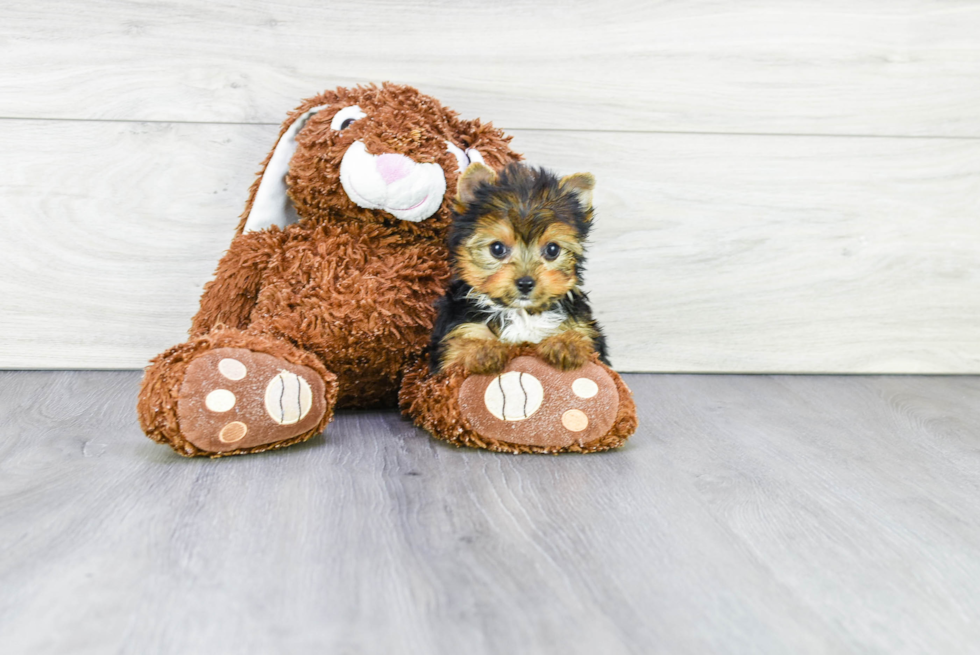 Meet Beyonce - our Yorkshire Terrier Puppy Photo 