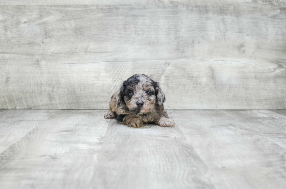 Best Mini Aussiedoodle Baby