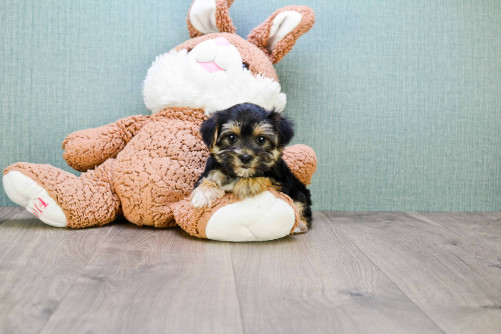 Hypoallergenic Yorkie Designer Puppy