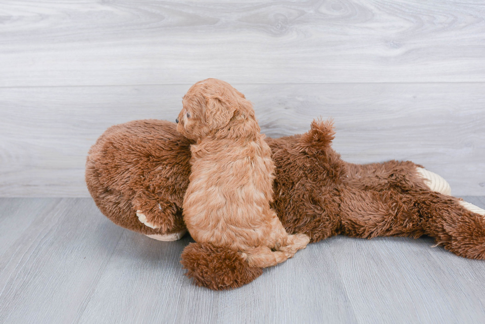 Little Cavoodle Poodle Mix Puppy