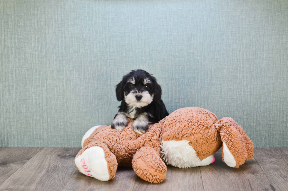 Mini Schnauzer Pup Being Cute