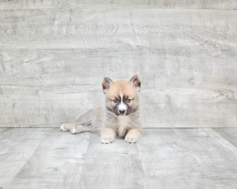 Pomsky Pup Being Cute