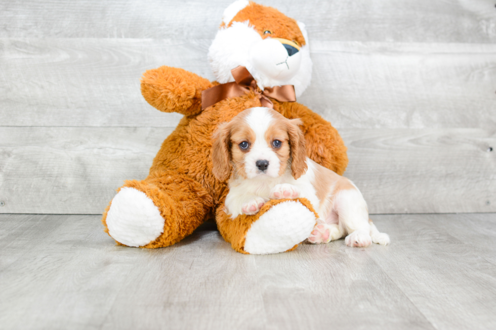 Best Cavalier King Charles Spaniel Baby