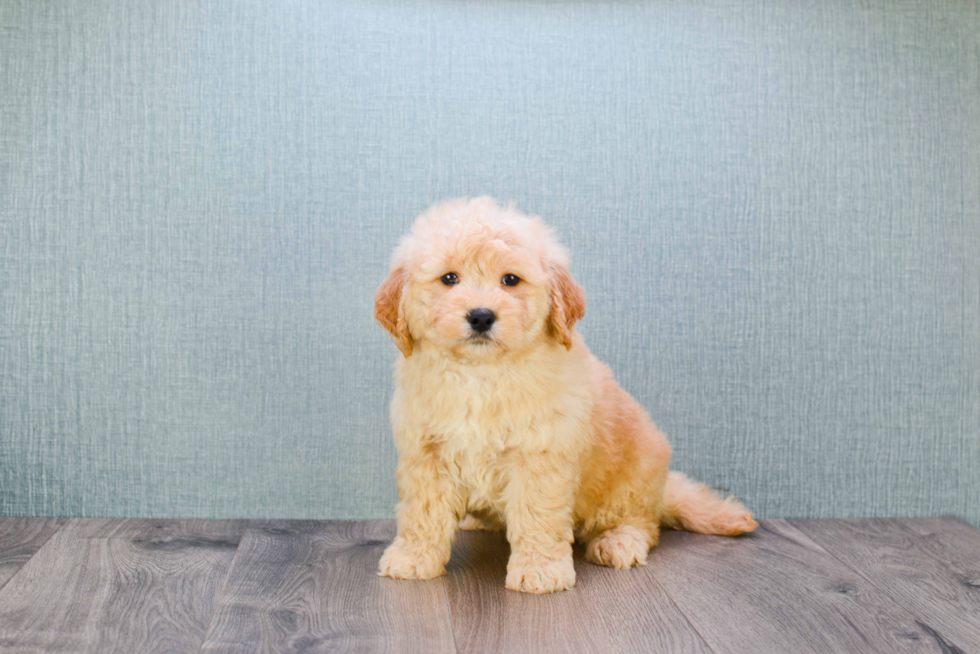 Mini Goldendoodle Pup Being Cute