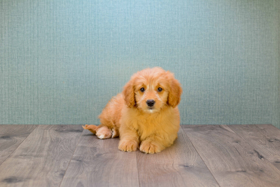 Best Mini Goldendoodle Baby